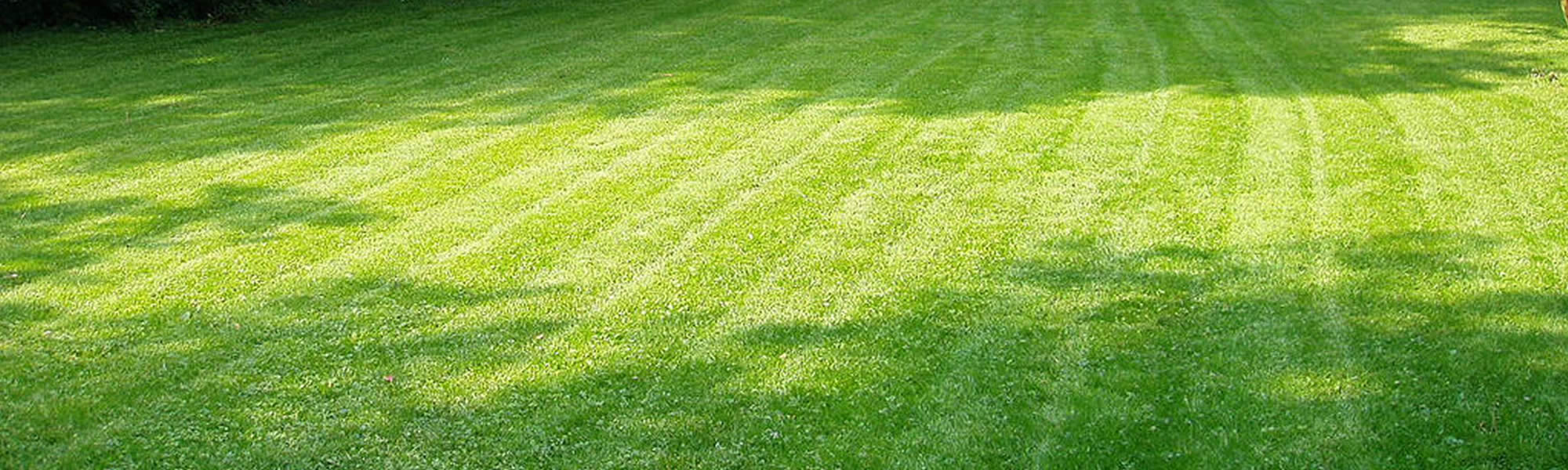 New Lawns and Sod Installation Services