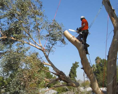 Tree Cutting and Removal Service